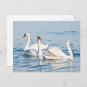 Schwäne Postkarte (Vorne/Hinten)