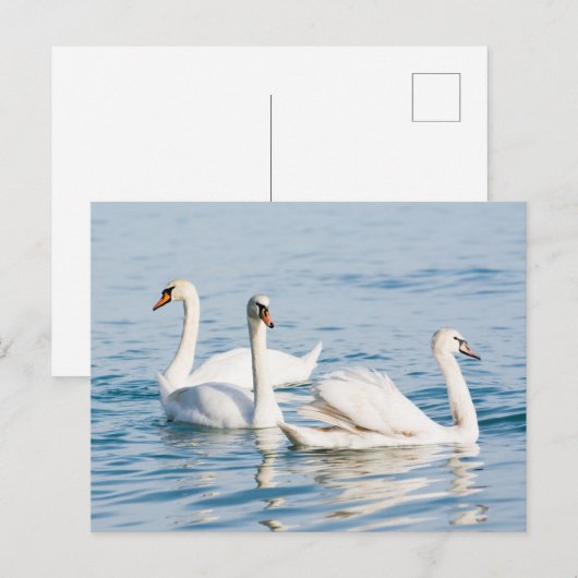 Schwäne Postkarte (Vorne/Hinten)