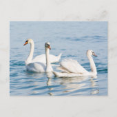 Schwäne Postkarte (Vorderseite)