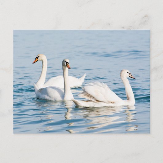 Schwäne Postkarte (Vorderseite)
