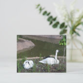 Schwäne Postkarte (Stehend Vorderseite)