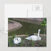 Schwäne Postkarte (Vorne/Hinten)