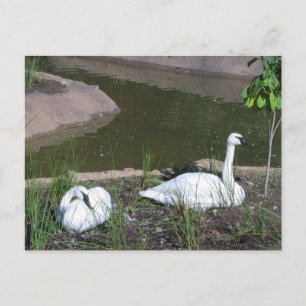 Schwäne Postkarte