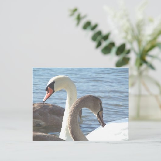 Schwäne Postkarte (Stehend Vorderseite)
