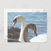Schwäne Postkarte (Vorne/Hinten)