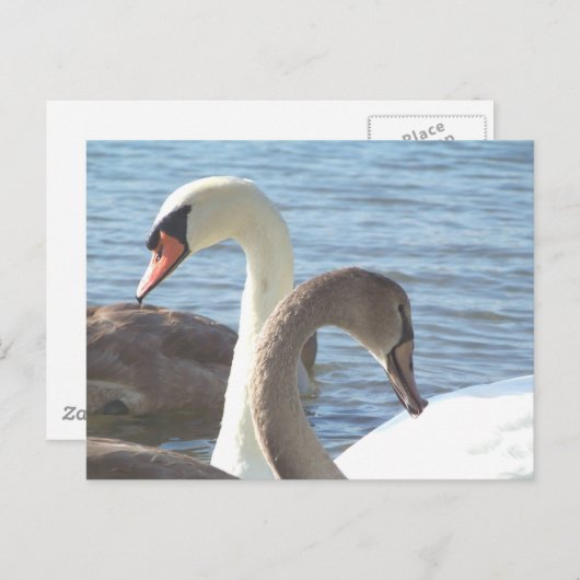 Schwäne Postkarte (Vorne/Hinten)