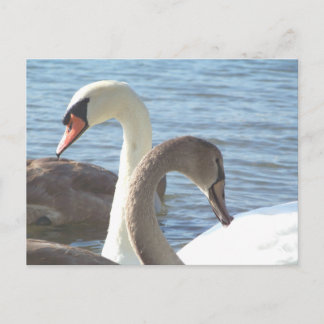 Schwäne Postkarte