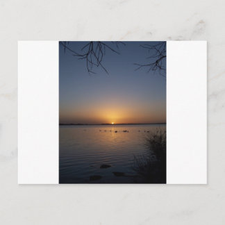 Schwäne Postkarte