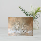 Schwäne - Postkarten aufdecken (Stehend vorne)