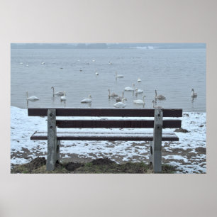 Schwäne, See und eine Bank - Poster