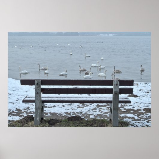 Schwäne, See und eine Bank - Poster (Vorne)