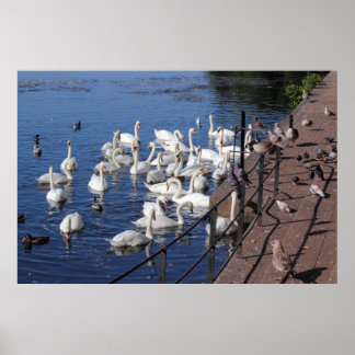 Schwäne und andere Vögel im Roath Park Lake Cardif Poster