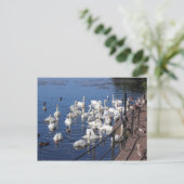 Schwäne und andere Vögel im Roath Park Lake Cardif Postkarte (Stehend Vorderseite)