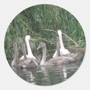 Schwäne und Aufkleber für Cygnets