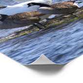 Schwäne und Kanadagänse Poster (Ecke)