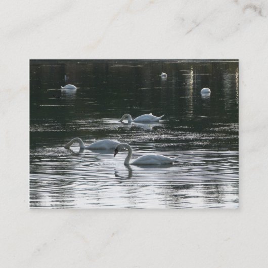 Schwäne Visitenkarte (Vorderseite)