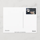 Schwanenbabys - Postkarte (Rückseite)