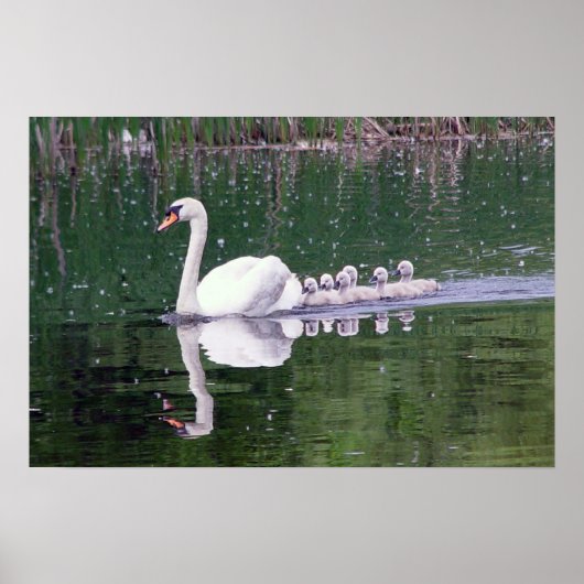 Schwanenfamilie Poster (Vorne)
