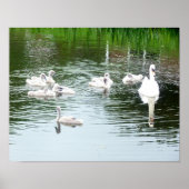 Schwanenfamilie Poster (Vorne)