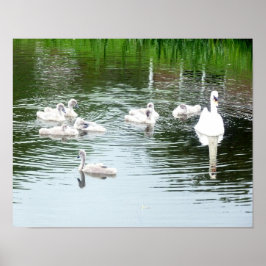 Schwanenfamilie Poster