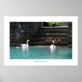 Schwanenfamilie Poster (Vorne)