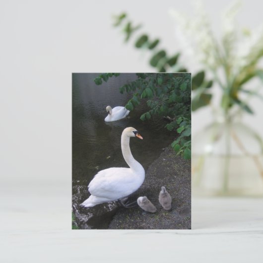 Schwanenfamilie - Postkarte (Stehend Vorderseite)