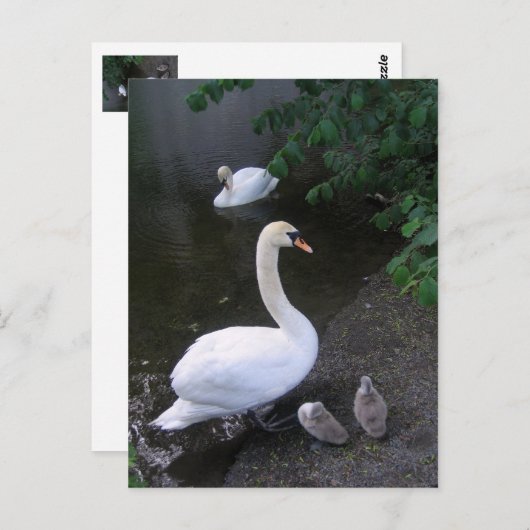 Schwanenfamilie - Postkarte (Vorne/Hinten)