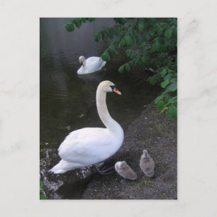 Schwanenfamilie - Postkarte
