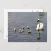 Schwanengewächse Postkarte (Vorne/Hinten)
