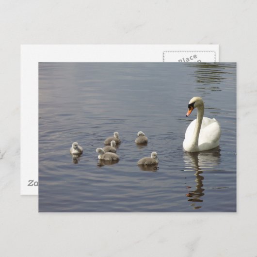 Schwanengewächse Postkarte (Vorne/Hinten)