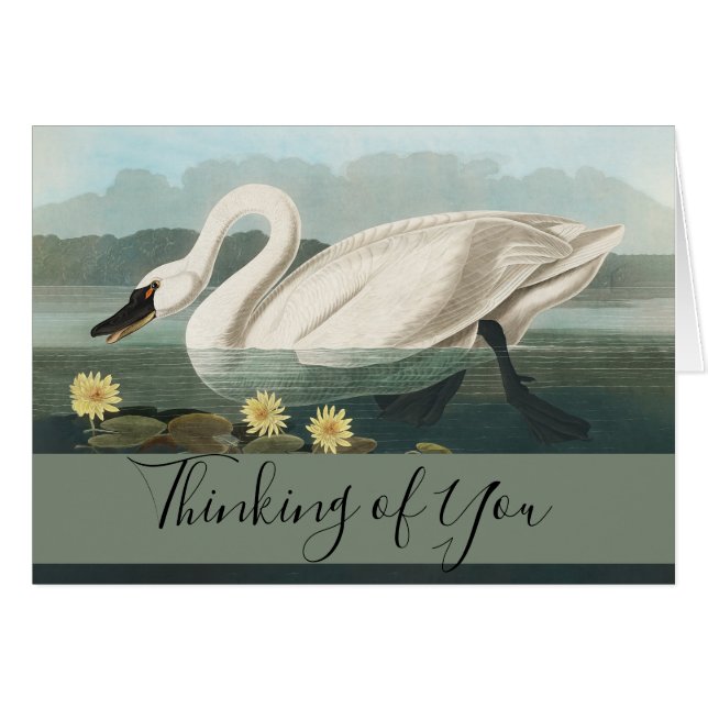 Schwanenschwäne (Vorderseite (Horizontal))