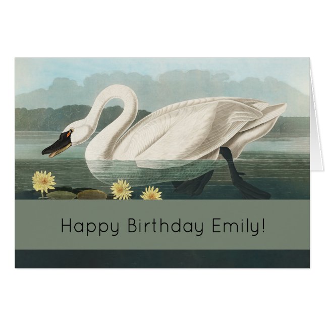 Schwanenschwäne (Vorderseite (Horizontal))