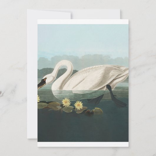 Schwanenschwäne Einladung (Rückseite)