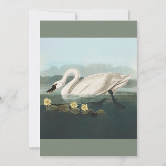 Schwanenschwäne Einladung (Rückseite)