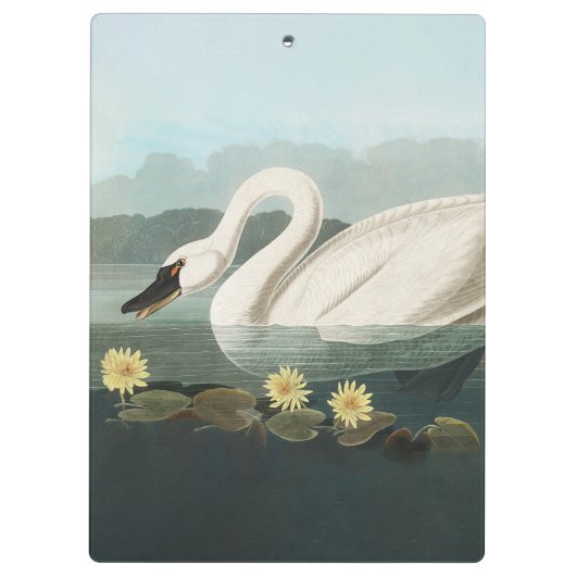 Schwanenschwäne Klemmbrett (Rückseite)