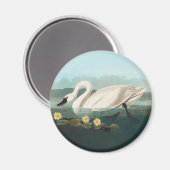 Schwanenschwäne Magnet (Vorderseite/Rückseite)