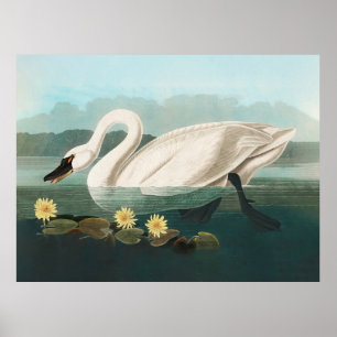 Schwanenschwäne Poster
