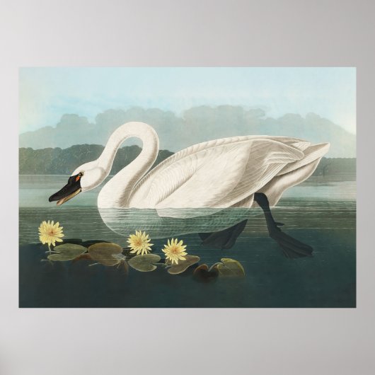 Schwanenschwäne Poster (Vorne)