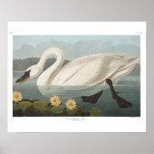 Schwanenschwäne Poster (Vorne)