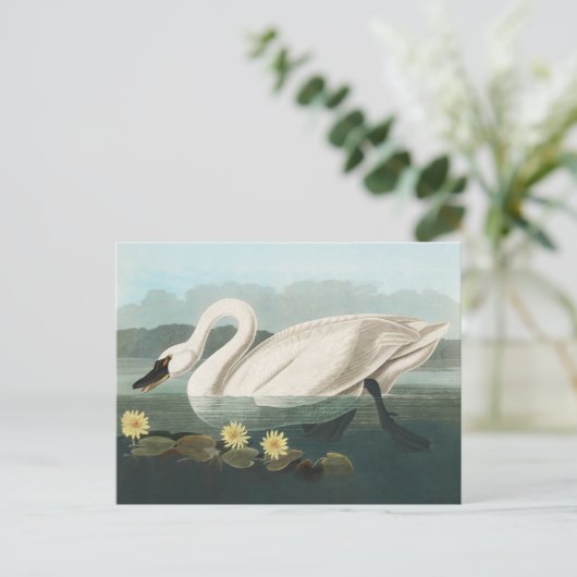 Schwanenschwäne Postkarte (Stehend Vorderseite)