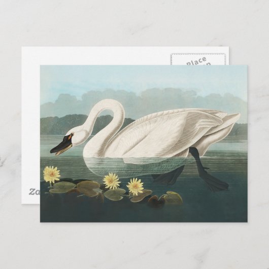 Schwanenschwäne Postkarte (Vorne/Hinten)