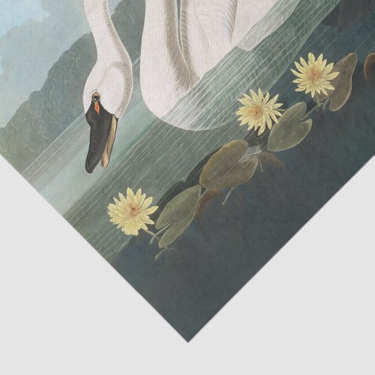 Schwanenschwäne Seidenpapier (Ausschnitt)