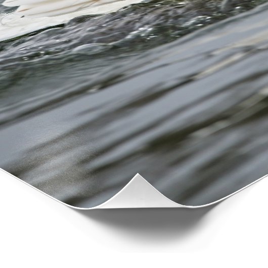 Schwanenschwimmen schnell poster (Ecke)