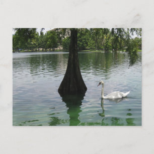 Schwanensee Elegante Tierwelt Vogel Fotografie Postkarte