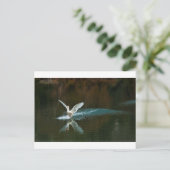 Schwanensee Postkarte (Stehend Vorderseite)