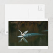 Schwanensee Postkarte (Vorne/Hinten)