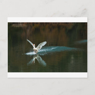 Schwanensee Postkarte