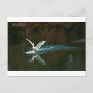Schwanensee Postkarte