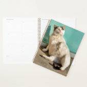 Schwangere Katze  Planer (Anzeige)