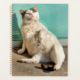 Schwangere Katze  Planer